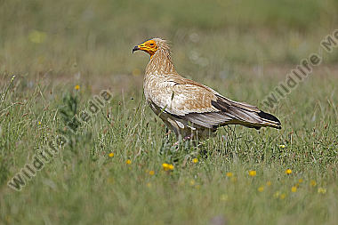 Schmutzgeier