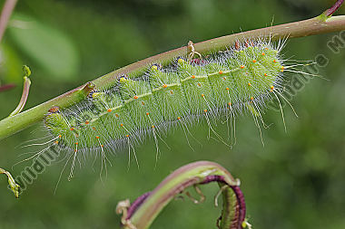 Pfauenspinner Saturnia caecigena Raupe