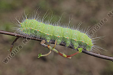 Pfauenspinner Saturnia caecigena Raupe