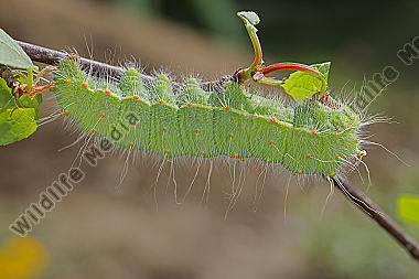 Pfauenspinner Saturnia caecigena Raupe