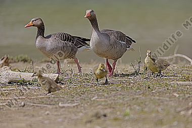 Graugans Familie