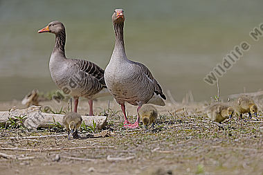 Graugans Familie