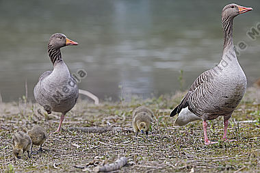 Graugans Familie
