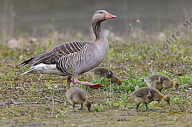 Graugans Familie