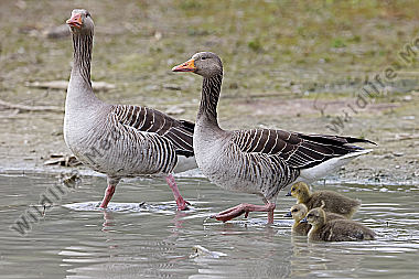 Graugans Familie