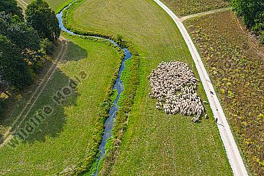Schafherde Ovis aries im Tal der Laber. Luftaufnahme