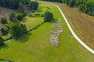 Schafherde Ovis aries im Tal der Laber. Luftaufnahme