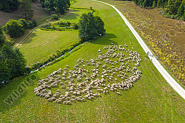 Schafherde Ovis aries im Tal der Laber. Luftaufnahme