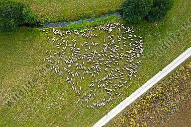 Schafherde Ovis aries im Tal der Laber. Luftaufnahme