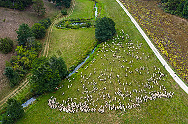 Schafherde Ovis aries im Tal der Laber. Luftaufnahme