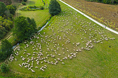 Schafherde Ovis aries im Tal der Laber. Luftaufnahme