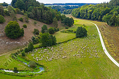 Schafherde Ovis aries im Tal der Laber. Luftaufnahme