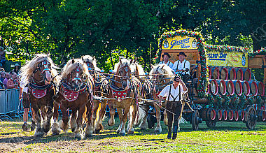 Brauereiwagen mit Kaltblutpferden Epuus