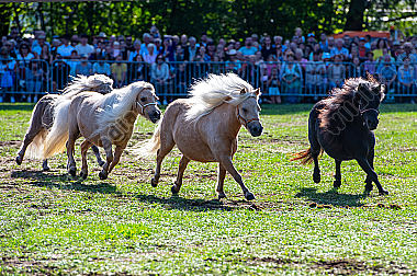 Shetlandponys Epuus in Aktion