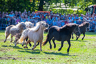 Shetlandponys Epuus in Aktion