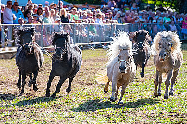 Shetlandponys Epuus in Aktion
