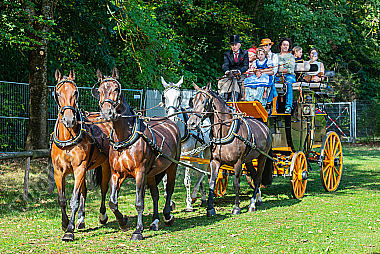 Brauereiwagen mit Warmblutpferden Epuus