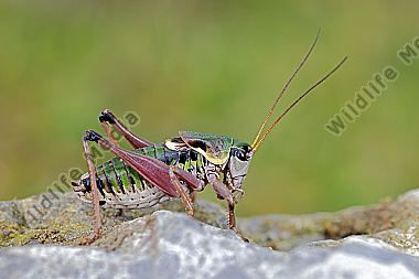 Alpenschrecke Männchen