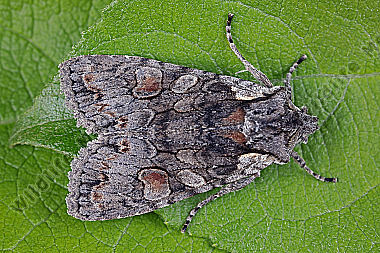 Graue Holzeule