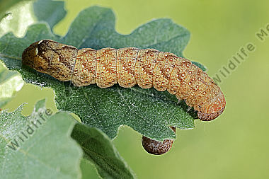 Safraneule Raupe