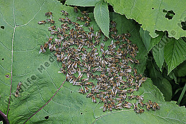Honigbienen Ansammlung
