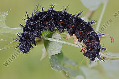 Großer Perlmuttfalter Raupe