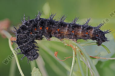 Großer Perlmuttfalter Raupe