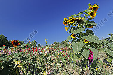 Sonnenblume