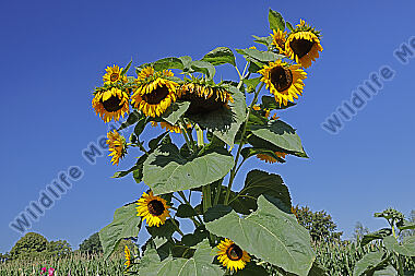 Sonnenblume