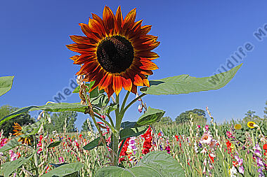 Sonnenblume