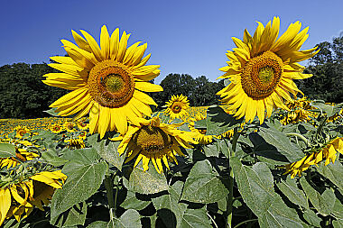Sonnenblumenfeld