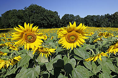 Sonnenblumenfeld