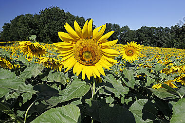 Sonnenblumenfeld