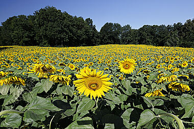 Sonnenblumenfeld