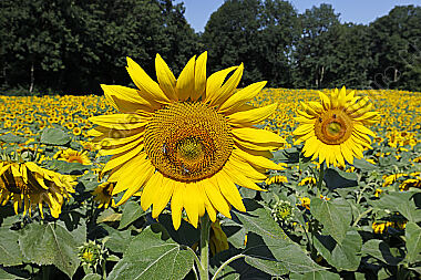 Sonnenblumenfeld