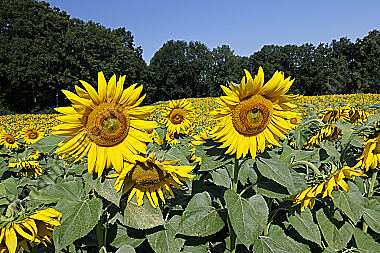 Sonnenblumenfeld
