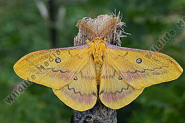 Pfauenspinner Saturnia caecigena Männchen