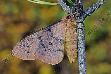 Pfauenspinner Saturnia caecigena Weibchen
