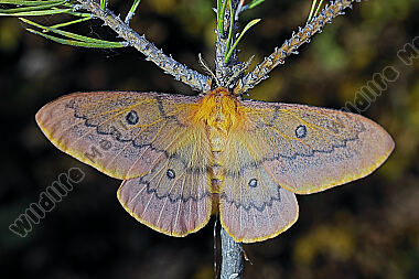 Pfauenspinner Saturnia caecigena Weibchen