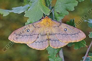 Pfauenspinner Saturnia caecigena Weibchen