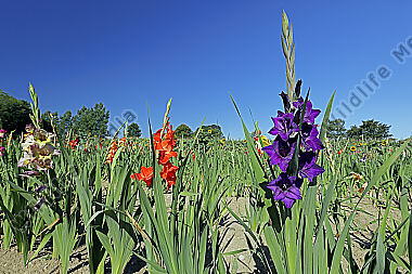 Gladiolenfeld