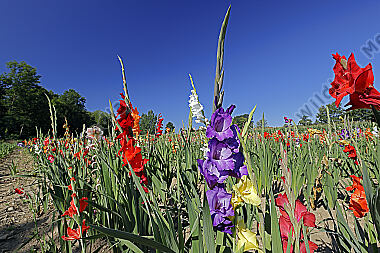 Gladiolenfeld