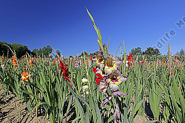 Gladiolenfeld