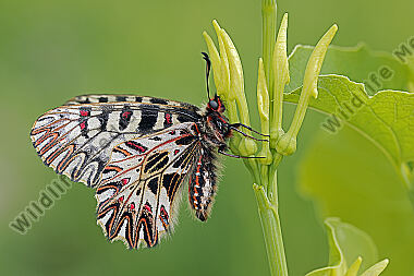 Osterluzeifalter