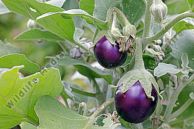 Melanzani