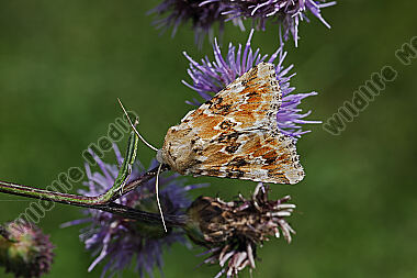 Ockerfarbene Queckeneule