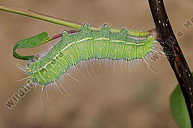 Pfauenspinner Saturnia caecigena Raupe