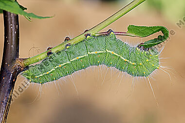 Pfauenspinner Saturnia caecigena Raupe