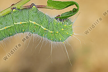 Pfauenspinner Saturnia caecigena Raupe