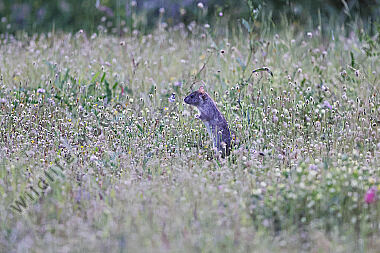 Wanderratte